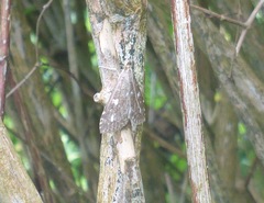 Udea olivalis