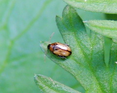 Psylliodes affinis