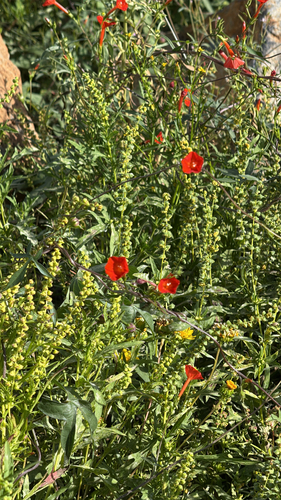 trans-Pecos morning-glory