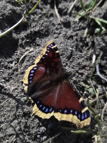 Mourning Cloak