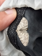 Aethalura intertexta