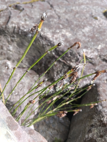 Equisetum bogotense observed 2026-09-09