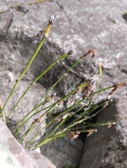 Equisetum bogotense