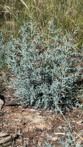 alligator juniper