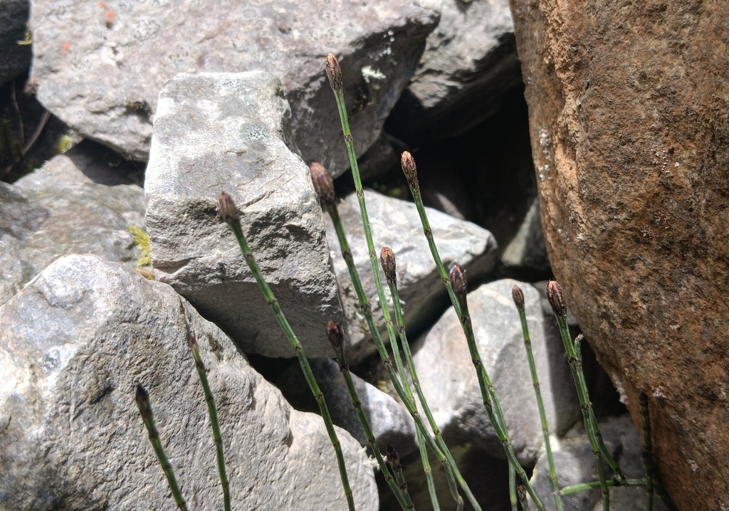 Equisetum bogotense; photograph (c) Andrés Romero Bravo, some rights reserved (CC BY)