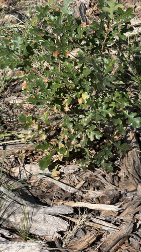 Gambel Oak
