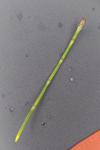 Equisetum bogotense, photograph 2
