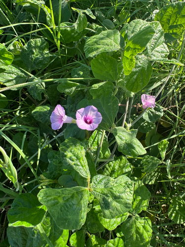 Ipomoea triloba observed 2026-09-09