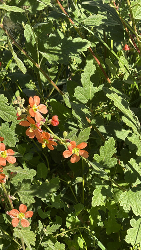 Fendler's Globemallow