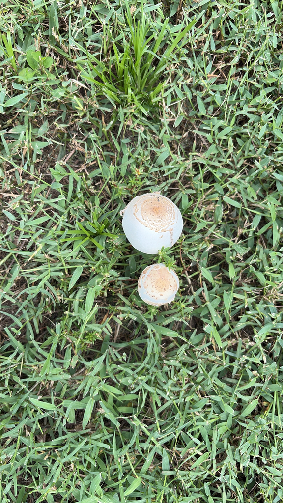 Green-spored Parasol · September 2026 · photo: Photo: (c) Marion, some rights reserved (CC BY) · iNaturalist