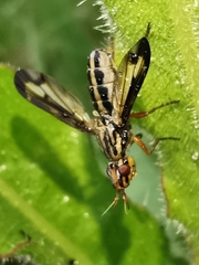 Dorycera grandis