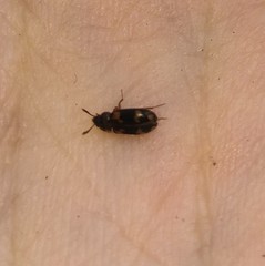 Mycetophagus piceus