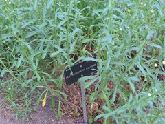 Leucanthemum pallens