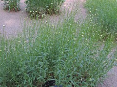Leucanthemum pallens