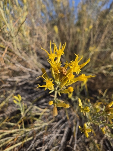 Rubber Rabbitbrush