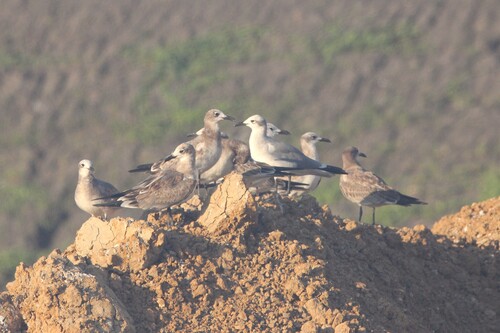 Laughing Gull