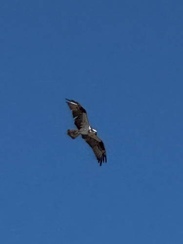 Osprey