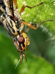 Dorycera grandis