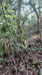 Zombia antillarum