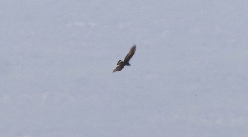 Zone-tailed Hawk
