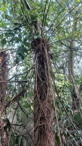 Zombia antillarum, photograph 2