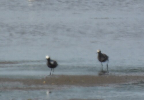 iNaturalist image