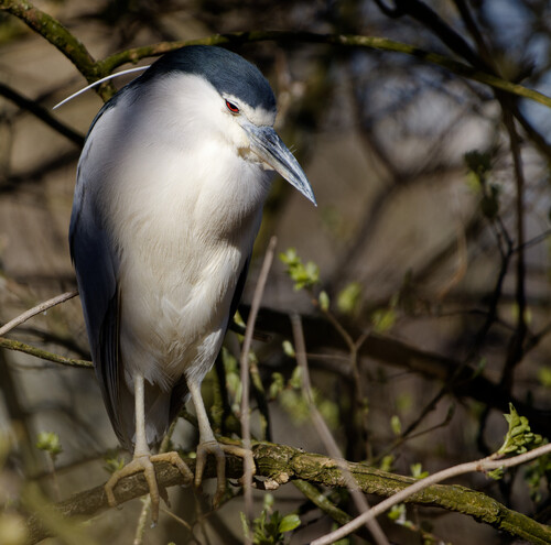 iNaturalist: (c) thegreatdodo, some rights reserved (CC BY-NC), uploaded by thegreatdodo iNaturalist image
