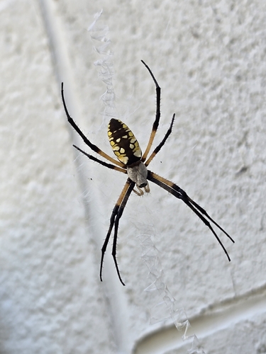 Yellow Garden Spider
