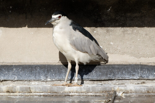 iNaturalist image
