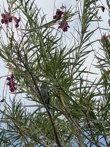 Black-tailed Gnatcatcher