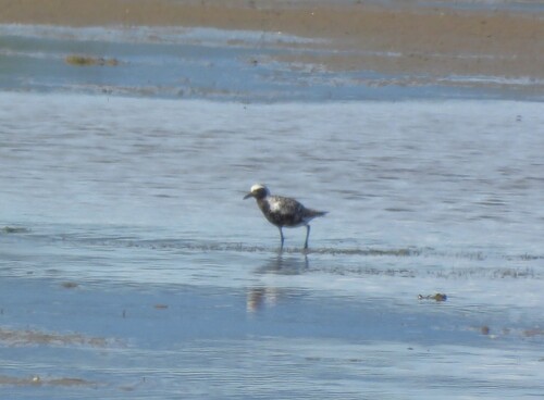 iNaturalist image