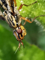 Dorycera grandis