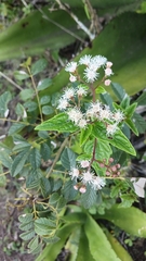 Chromolaena odorata, photograph (c) Mario Guzmán, some rights reserved (CC BY)