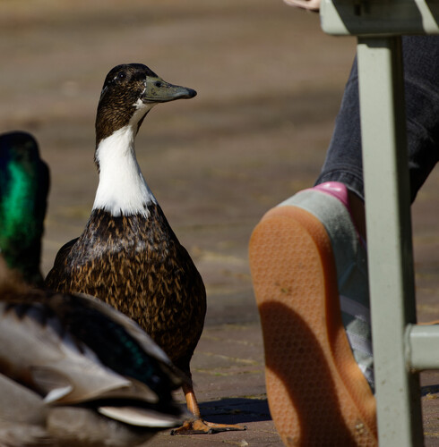 iNaturalist image