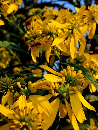 Wingstem
