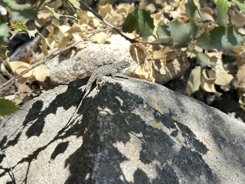 iNaturalist observation photo of Western Fence Lizard