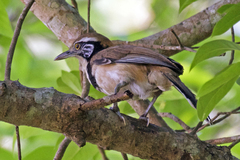 Pterorhinus pectoralis