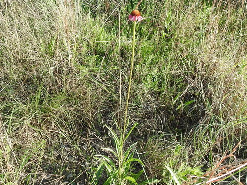 Image of Echinacea atrorubens by (c) Sam Kieschnick, some rights reserved (CC BY)