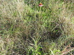Echinacea atrorubens