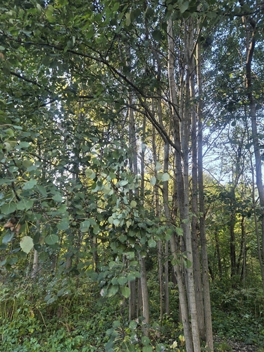 Наблюдение на iNaturalist