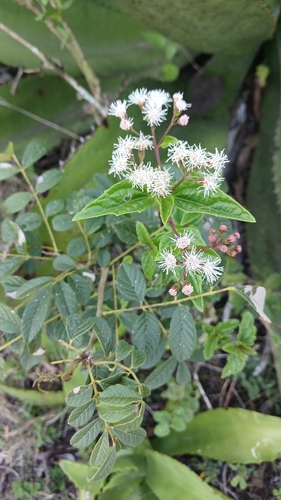 Chromolaena odorata, photograph 2