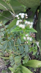 Chromolaena odorata, photograph (c) Mario Guzmán, some rights reserved (CC BY)