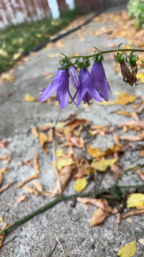 Creeping Bellflower