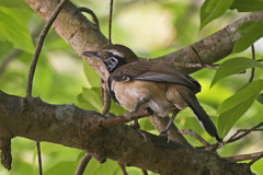 Pterorhinus pectoralis