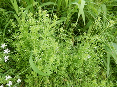 Galium obtusum
