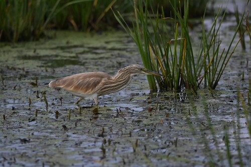 iNaturalist image