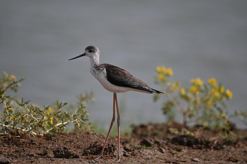 iNaturalist image
