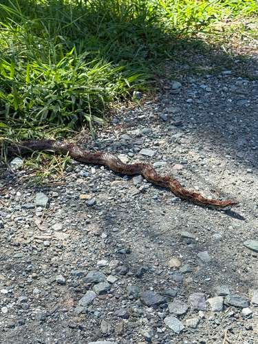Red Cornsnake