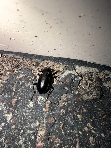 Calosoma peregrinator