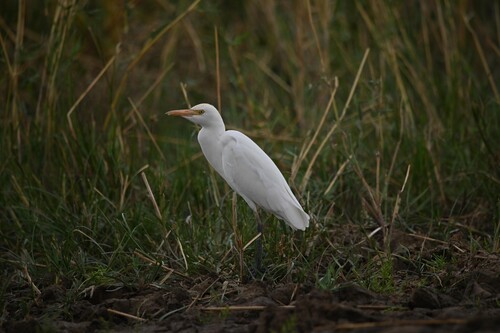 iNaturalist image